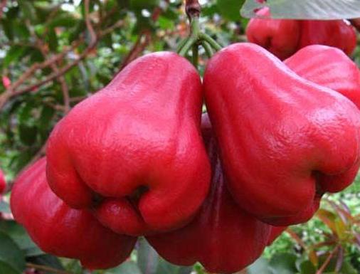 世界上最難吃的水果,火參果有黃瓜味,百香果味道很酸