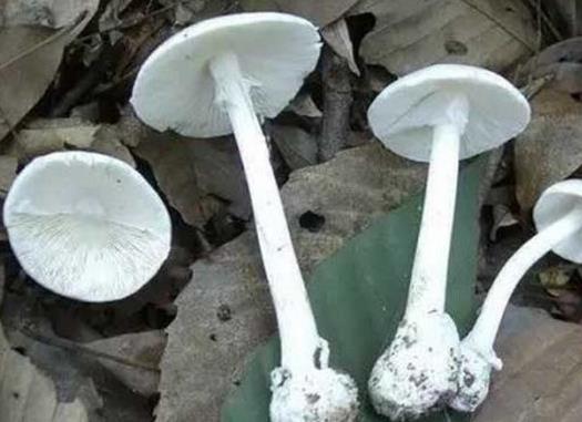 世界十大毒菇排名,白毒傘誤食會器官衰竭,秋生盔孢傘有劇毒