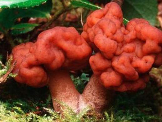 世界十大毒菇排名,白毒傘誤食會器官衰竭,秋生盔孢傘有劇毒