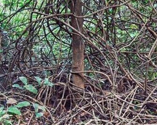 世界十大吃人植物排名,蛇樹十分邪惡,食人花很可怕