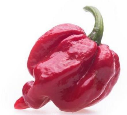 世界十大最辣辣椒排名,卡羅萊納死神、特立尼達(dá)莫魯加蝎不敢挑戰(zhàn)