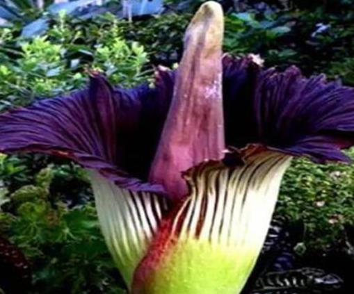 世界十大最奇特植物排行,食人花開花很難聞,尸花有尸臭味