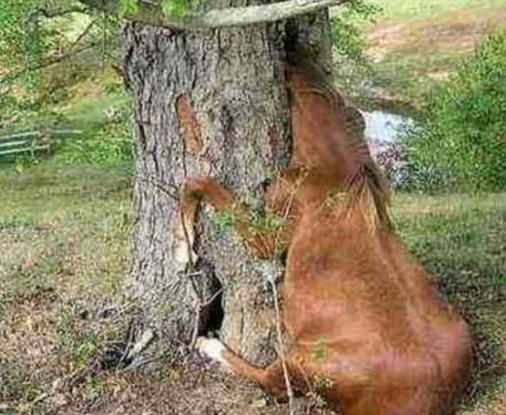 世界十大最奇特植物排行,食人花開花很難聞,尸花有尸臭味