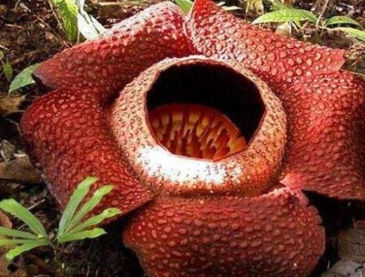 世界十大最奇特植物排行,食人花開花很難聞,尸花有尸臭味