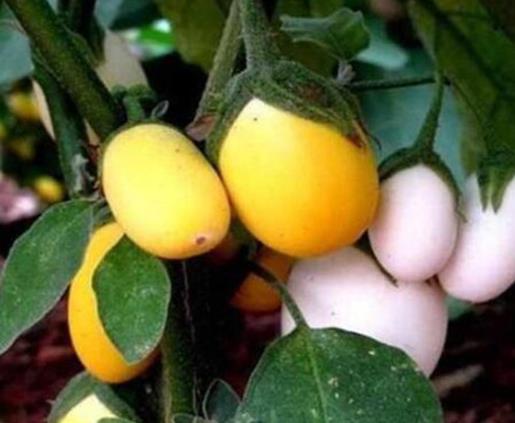 世界十大最奇特植物排行,食人花開花很難聞,尸花有尸臭味