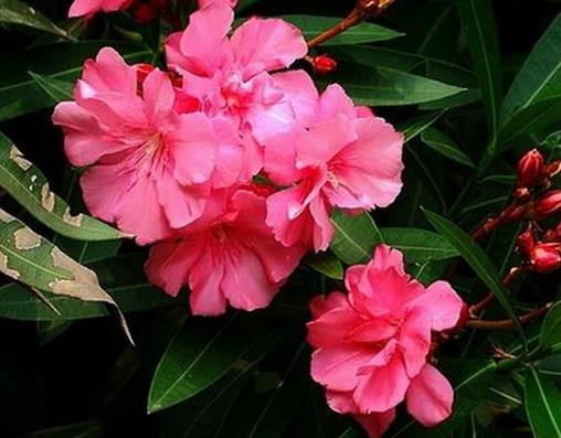 世界十大劇毒植物排行榜,念珠豌豆毒性強,烏頭是“毒藥女王”