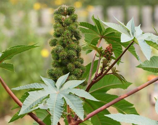 世界十大劇毒植物排行榜,念珠豌豆毒性強,烏頭是“毒藥女王”