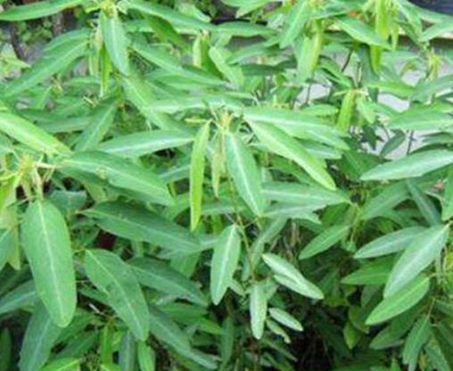 世界十大最奇特植物排行,食人花開花很難聞,尸花有尸臭味