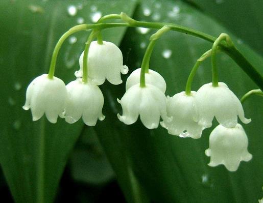 世界十大劇毒植物排行榜,念珠豌豆毒性強,烏頭是“毒藥女王”