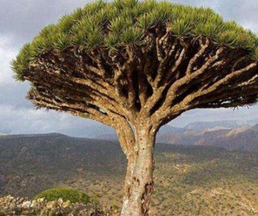 世界十大最奇特植物排行,食人花開花很難聞,尸花有尸臭味