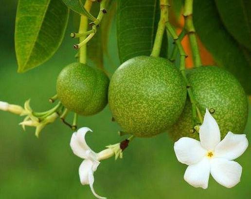 世界十大劇毒植物排行榜,念珠豌豆毒性強,烏頭是“毒藥女王”