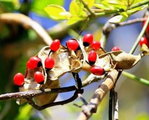 世界十大劇毒植物排行榜,念珠豌豆毒性強,烏頭是“毒藥女王”