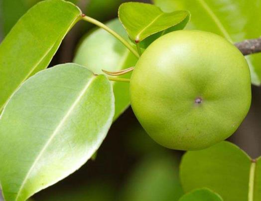 世界十大劇毒植物排行榜,念珠豌豆毒性強,烏頭是“毒藥女王”