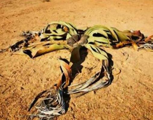 世界十大最奇特植物排行,食人花開花很難聞,尸花有尸臭味
