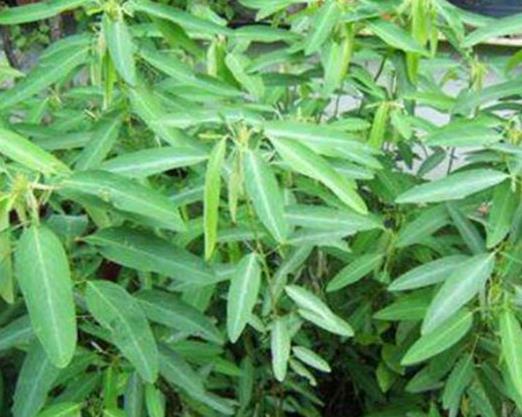 世界十大最奇特植物排行,食人花開花很難聞,尸花有尸臭味