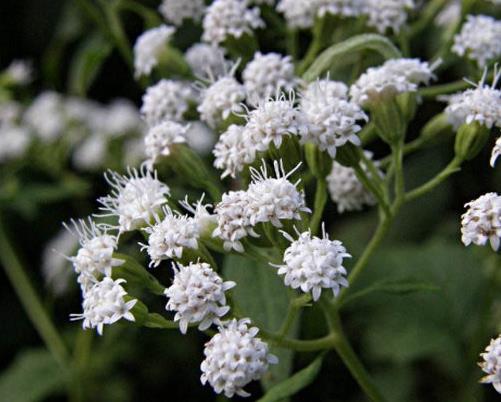 世界十大劇毒植物排行榜,念珠豌豆毒性強,烏頭是“毒藥女王”