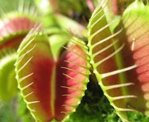 世界十大最奇特植物排行,食人花開花很難聞,尸花有尸臭味