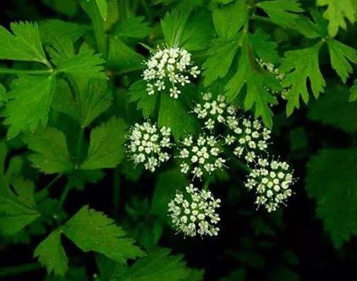 世界十大劇毒植物排行榜,念珠豌豆毒性強,烏頭是“毒藥女王”