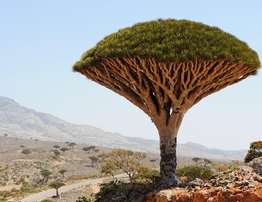 世界十大最受歡迎的樹,謝爾曼將軍樹、圖爾樹深受大眾喜愛