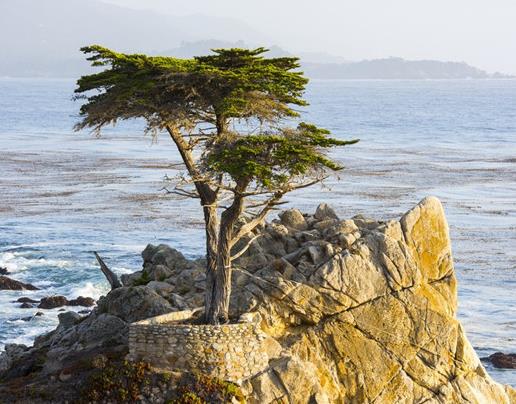 世界十大最受歡迎的樹,謝爾曼將軍樹、圖爾樹深受大眾喜愛