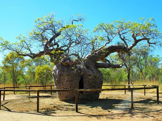 世界十大最受歡迎的樹,謝爾曼將軍樹、圖爾樹深受大眾喜愛