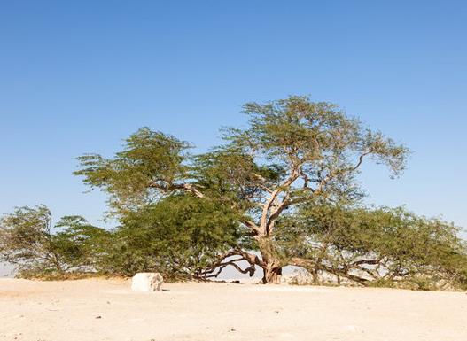 世界十大最受歡迎的樹,謝爾曼將軍樹、圖爾樹深受大眾喜愛