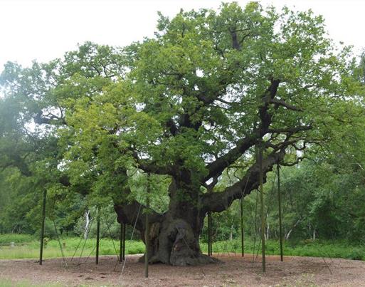 世界十大最受歡迎的樹,謝爾曼將軍樹、圖爾樹深受大眾喜愛