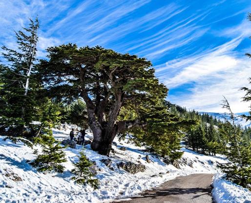 世界十大最受歡迎的樹,謝爾曼將軍樹、圖爾樹深受大眾喜愛