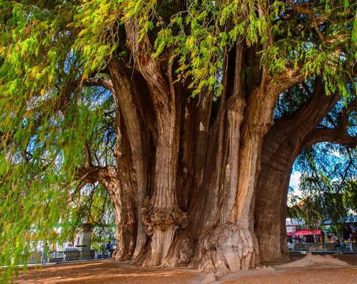 世界十大最受歡迎的樹,謝爾曼將軍樹、圖爾樹深受大眾喜愛