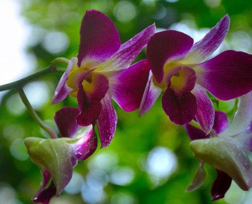 十大名貴蘭花品種排行,鬼蘭花朵潔白,素冠荷鼎雍容尊貴