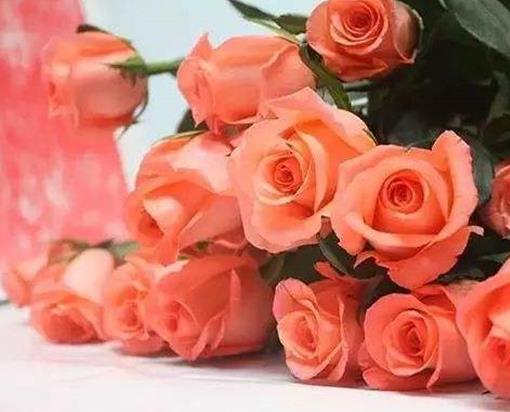 玫瑰花顏色花語大全,紅玫瑰象征炙熱的愛意,白玫瑰代表純潔天真