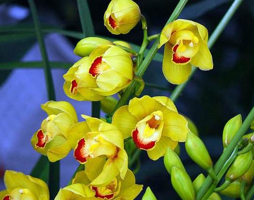 十大名貴蘭花品種排行,鬼蘭花朵潔白,素冠荷鼎雍容尊貴