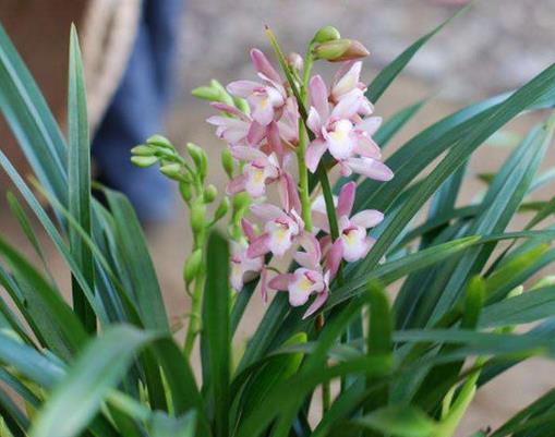 十大名貴蘭花品種排行,鬼蘭花朵潔白,素冠荷鼎雍容尊貴
