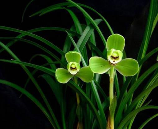 十大名貴蘭花品種排行,鬼蘭花朵潔白,素冠荷鼎雍容尊貴