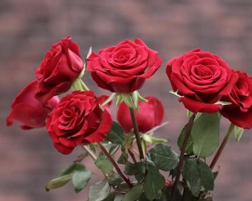 玫瑰花顏色花語大全,紅玫瑰象征炙熱的愛意,白玫瑰代表純潔天真