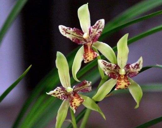 十大名貴蘭花品種排行,鬼蘭花朵潔白,素冠荷鼎雍容尊貴