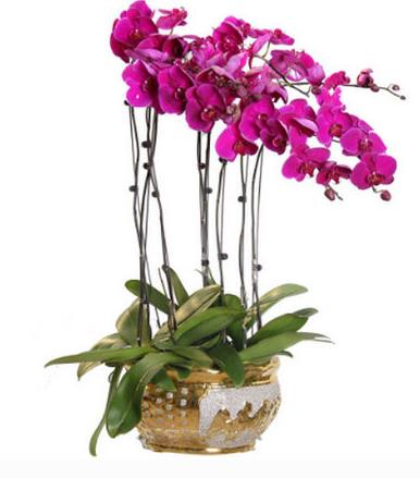 十大名貴蘭花品種排行,鬼蘭花朵潔白,素冠荷鼎雍容尊貴