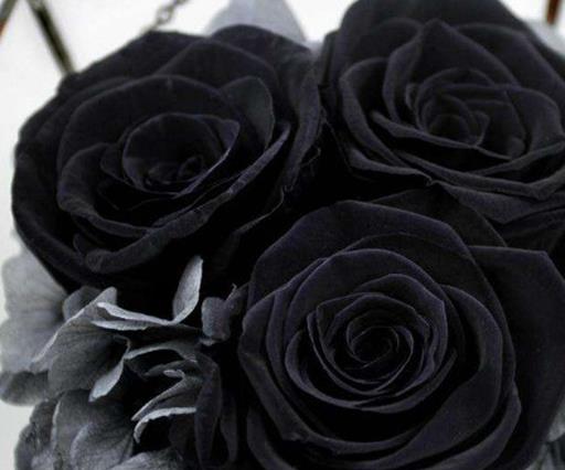 玫瑰花顏色花語大全,紅玫瑰象征炙熱的愛意,白玫瑰代表純潔天真