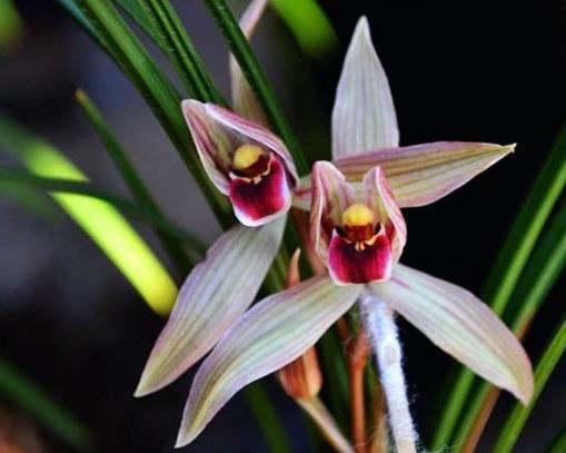 十大名貴蘭花品種排行,鬼蘭花朵潔白,素冠荷鼎雍容尊貴