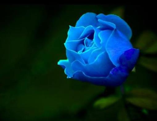 玫瑰花顏色花語大全,紅玫瑰象征炙熱的愛意,白玫瑰代表純潔天真