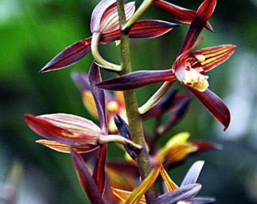 十大名貴蘭花品種排行,鬼蘭花朵潔白,素冠荷鼎雍容尊貴