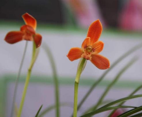 十大名貴蘭花品種排行,鬼蘭花朵潔白,素冠荷鼎雍容尊貴