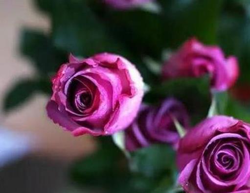 玫瑰花顏色花語大全,紅玫瑰象征炙熱的愛意,白玫瑰代表純潔天真