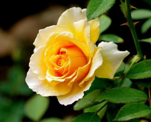 玫瑰花顏色花語大全,紅玫瑰象征炙熱的愛意,白玫瑰代表純潔天真