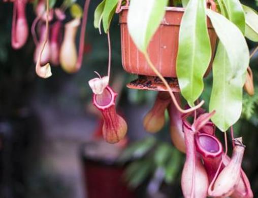 世界十大奇特植物排行,千歲蘭生命力最旺盛,大王花十分怪異