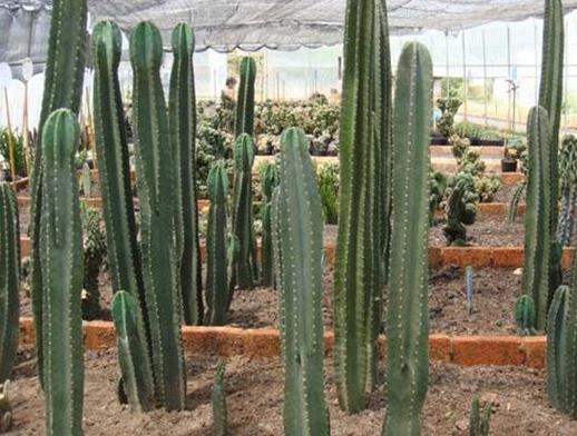 十大防輻射的植物排行,蘆薈吸收甲醛很強,吊蘭是“空氣凈化器”