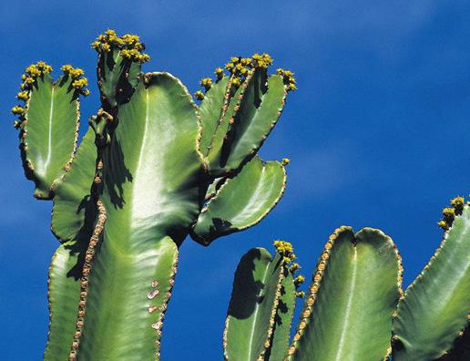 十大防輻射的植物排行,蘆薈吸收甲醛很強,吊蘭是“空氣凈化器”