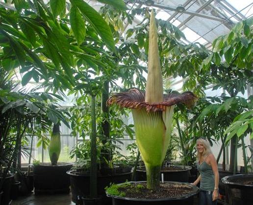世界十大奇特植物排行,千歲蘭生命力最旺盛,大王花十分怪異