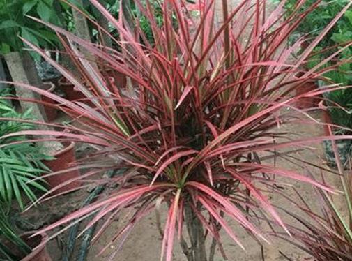 十大防輻射的植物排行,蘆薈吸收甲醛很強,吊蘭是“空氣凈化器”