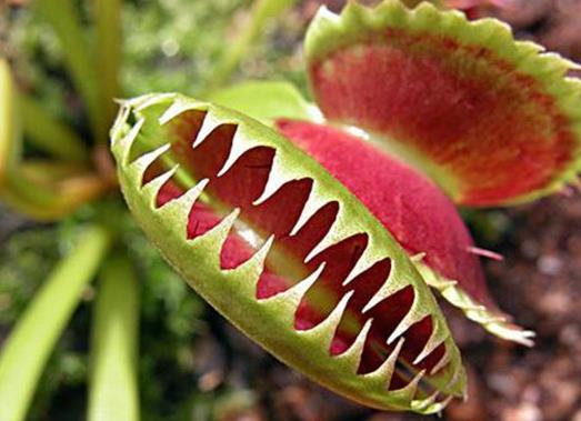 世界十大奇特植物排行,千歲蘭生命力最旺盛,大王花十分怪異